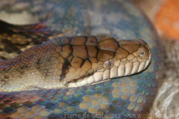 Amethystine python