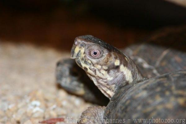 Eastern box turtle