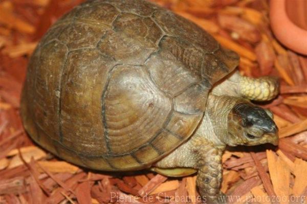 Eastern box turtle