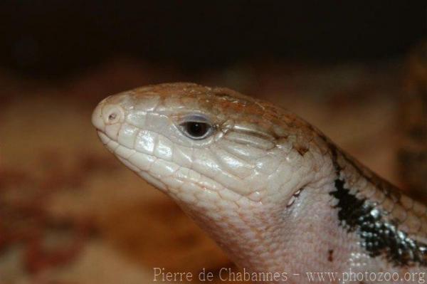 Giant bluetongue skink