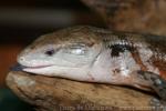 Northern blue-tongued skink