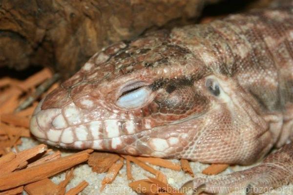 Red tegu