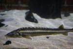 Danube sturgeon