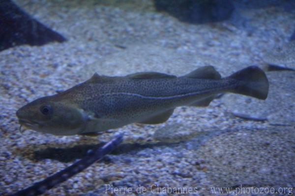 Atlantic cod