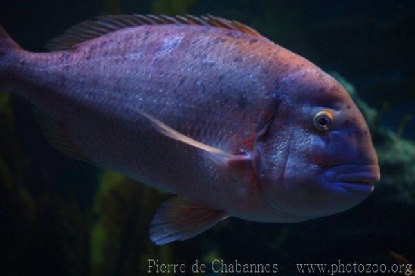 Redbanded seabream