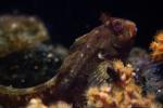 Tompot blenny