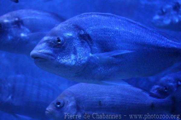 Gilthead seabream