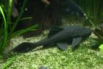 Adonis armored catfish