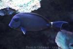 White-freckled surgeonfish