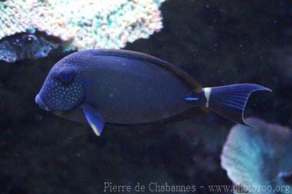 White-freckled surgeonfish