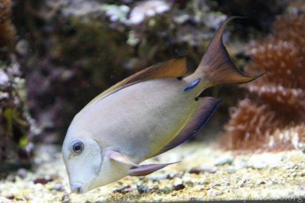 Brown surgeonfish