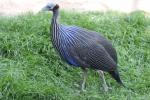 Vulturine guineafowl