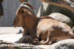 Aoudad