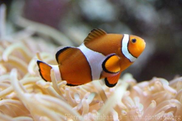 Clown anemonefish