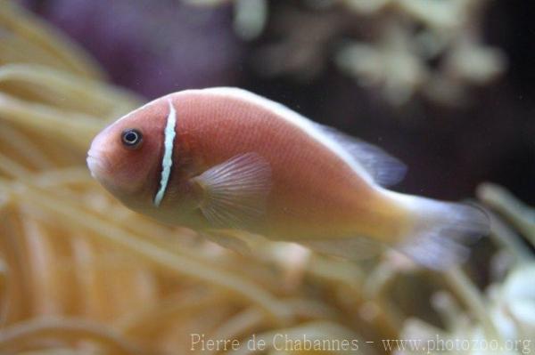 Pink anemonefish