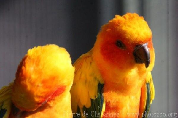 Sun parakeet