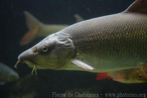 Barbel