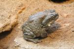 Colorado river toad