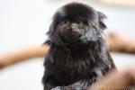 Goeldi's marmoset