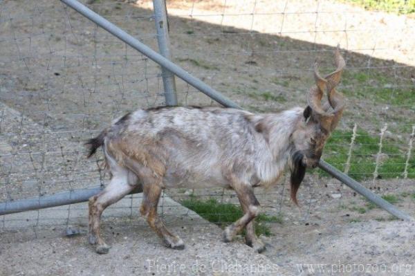 Turkmenistan markhor