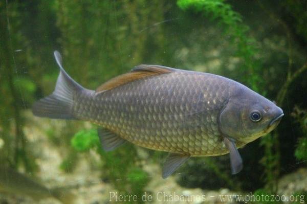 Crucian carp