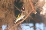 European goldfinch