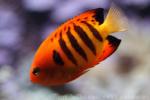 Flame angelfish