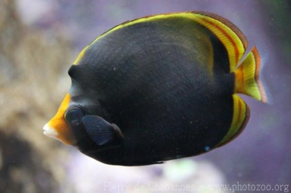 Black butterflyfish