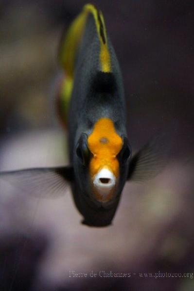 Black butterflyfish