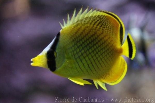 Latticed butterflyfish