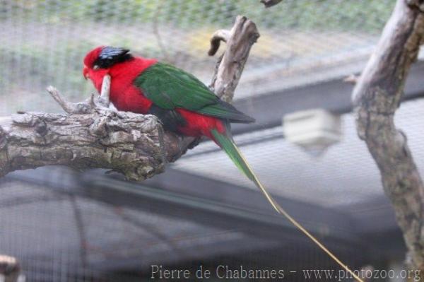 Stella's lorikeet