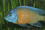 Borley's redfin cichlid