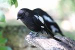 Yellow-billed shrike