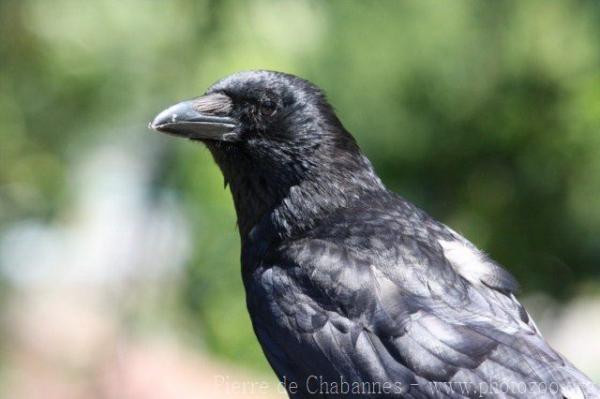 Carrion crow