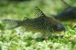 Sterbas corydoras