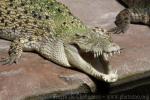 Saltwater crocodile