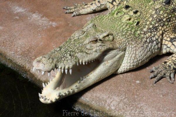 Saltwater crocodile