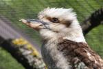 Laughing kookaburra