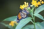 Monarch butterfly