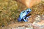 Blue dyeing poison frog