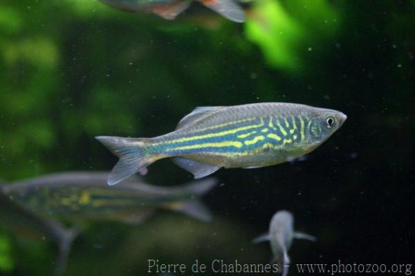 Malabar danio