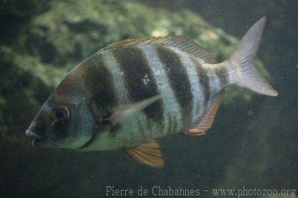 Zebra seabream