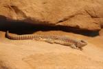 Northern desert iguana