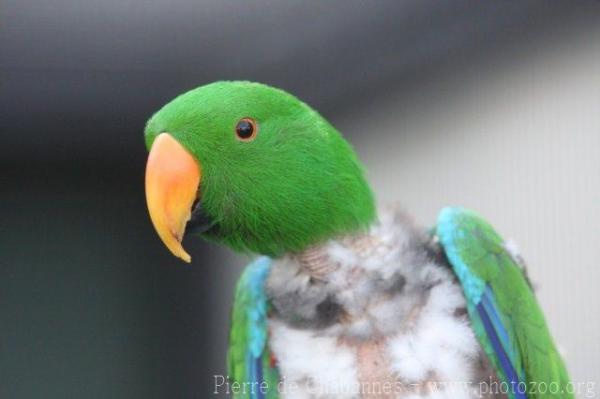 Eclectus parrot