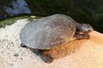 Red-bellied short-necked turtle