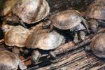 European pond turtle