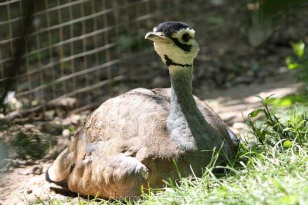 White-bellied bustard