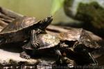 Yellow-blotched sawback