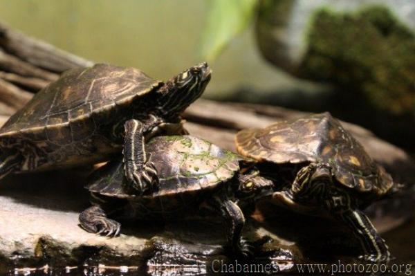 Yellow-blotched sawback