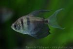 Black tetra